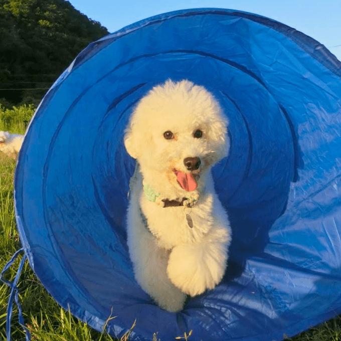 犬の写真