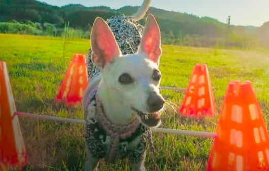 十“犬”十色のトレーニング