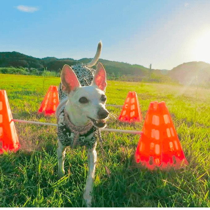 犬の写真