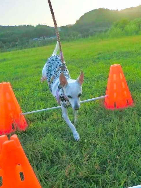 犬の写真